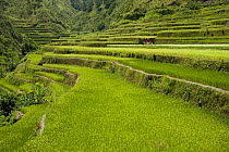 Rice (Oryza sp) growing in rice paddy fields on the Banaue Rice Terraces, Philippines.  UNESCO World Heritage Site 2008