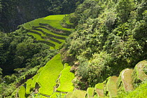 Aerial view of Rice paddy fields (Oryza sp.) on the Banaue Rice Terraces, Philippines.  UNESCO World Heritage Site 2008