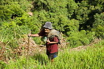 Woman walking amongst rice paddy fields (Oryza sp), Banaue Rice Terraces, Philippines.  UNESCO World Heritage Site 2008