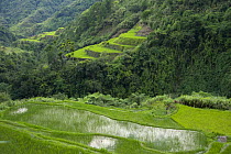 Fields of newly planted rice paddy fields (Oryza sp) Banaue Rice Terraces, Philippines.  UNESCO World Heritage Site 2008