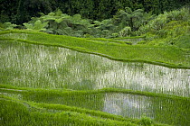 Fields of newly planted rice paddy fields (Oryza sp.), Banaue Rice Terraces, Philippines.  UNESCO World Heritage Site 2008