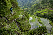 Man walking amongst newly planted rice paddy fields (Oryza sp.), Banaue Rice Terraces, Philippines.  UNESCO World Heritage Site 2008