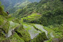 Man looking out over newly planted rice paddy fields (Oryza sp.), Banaue Rice Terraces, Philippines.  UNESCO World Heritage Site 2008