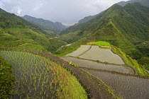 Rice paddy fields (Oryza sp.) recently planted and awaiting planting, Banaue Rice Terraces, Philippines.  UNESCO World Heritage Site 2008