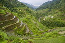 Rice paddy fields (Oryza sp.), Banaue Rice Terraces, Philippines.  UNESCO World Heritage Site 2008