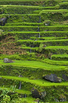 Water running between rice paddy fields (Oryza sp.), Banaue Rice Terraces, Philippines.  UNESCO World Heritage Site 2008