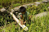 Child playing with water pipe amongst rice paddy fields (Oryza sp.) on Banaue Rice Terraces, Philippines.  UNESCO World Heritage Site 2008