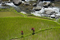 Rice (Oryza sp.) growing beside river in paddy fields on the Banaue Rice Terraces, Philippines.  UNESCO World Heritage Site 2008
