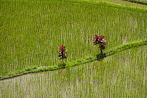 Rice paddy fields (Oryza sp.) growing on Banaue Rice Terraces, Philippines.  UNESCO World Heritage Site 2008