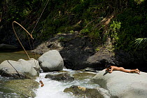 Naked child lying on a rock in the sun next to a river in Banaue Rice Terraces, Philippines. To the left, a device can be seen that uses water to pull a long line going up to the ricefields to wave a...