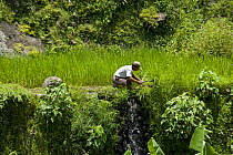 Man tending his crop in rice paddy field (Oryza sp.) on the Banaue Rice Terraces, Philippines.  UNESCO World Heritage Site 2008