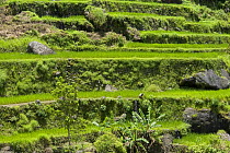 Rice paddy fields (Oryza sp.) on the Banaue Rice Terraces, Philippines.  UNESCO World Heritage Site 2008