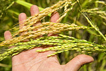 Ears of Rice (Oryza sp.), Banaue Rice Terraces, Philippines.  UNESCO World Heritage Site 2008
