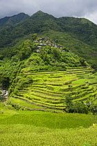 Rice (Oryza sp.) paddy fields and village on the Banaue Rice Terraces, Philippines.  UNESCO World Heritage Site 2008