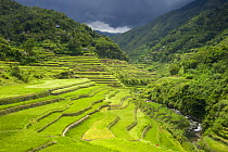 Rice paddy fields (Oryza sp.) on the Banaue Rice Terraces, Philippines.  UNESCO World Heritage Site 2008