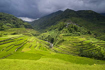 Rice (Oryza sp) paddy fields on the Banaue Rice Terraces, Philippines.  UNESCO World Heritage Site 2008