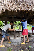Two Ifugao children milling rice (Oryza sp.) in the traditional way, by hand, pounding rice grains with mortar and pestle, Philippines.
