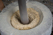 Rice (Oryza sp.) being milled the traditional way by hand, pounding rice grains with mortar and pestle, Philippines.