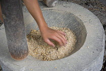 Rice (Oryza sp.) being milled the traditional way by hand, pounding rice grains with mortar and pestle, Philippines.