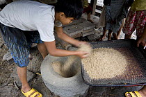 Ifugao boy sorting rice (Oryza sp.) milled the traditional way by hand, pounding rice grains with mortar and pestle, Philippines.