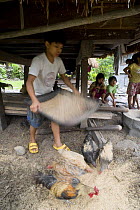 Ifugao boy sorting rice (Oryza sp.) milled the traditional way, by hand pounding rice grains with mortar and pestle, Philippines.