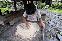 Ifugao boy sorting rice (Oryza sp.) milled the traditional way, by hand pounding rice grains with mortar and pestle, Philippines.