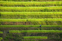 Man walking amongst rice paddy fields (Oryza sp.) on the Banaue Rice Terraces, Philippines.  UNESCO World Heritage Site 2008