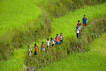 Children walking amongst rice paddy fields (Oryza sp) on the Banaue Rice Terraces, Philippines.  UNESCO World Heritage Site 2008