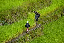People walking amongst rice paddy fields (Oryza sp.) on the Banaue Rice Terraces, Philippines.  UNESCO World Heritage Site 2008