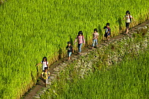 Children walking amongst rice paddy fields (Oryza sp.) on the Banaue Rice Terraces, Philippines.  UNESCO World Heritage Site 2008