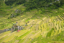Aerial view of villages and rice paddy fields (Oryza sp.) in the Banaue Rice Terraces, Philippines. UNESCO World Heritage Site 2008