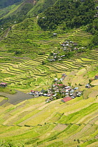 Aerial view of villages and rice paddy fields (Oryza sp.) in the Banaue Rice Terraces, Philippines.  UNESCO World Heritage Site 2008