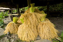 Bundles of harvested rice (Oryza sp.) in a hut on the Banaue Rice Terraces, Philippines.  UNESCO World Heritage Site 2008
