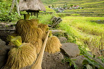 Bundles of harvested rice (Oryza sp.) on the Banaue Rice Terraces, Philippines.  UNESCO World Heritage Site 2008