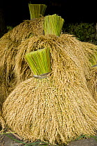 Bundles of harvested rice (Oryza sp.) from the Banaue Rice Terraces, Philippines.  UNESCO World Heritage Site 2008