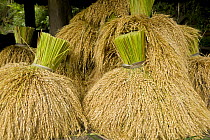 Bundles of harvested rice (Oryza sp.) from the Banaue Rice Terraces, Philippines.  UNESCO World Heritage Site 2008