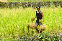 Man carrying bundles of harvested rice (Oryza sp.), Banaue Rice Terraces, Philippines.  UNESCO World Heritage Site 2008