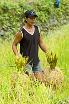 Man carrying bundles of harvested rice (Oryza sp.) on the Banaue Rice Terraces, Philippines.  UNESCO World Heritage Site 2008