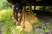 Man preparing bundles of harvested rice (Oryza sp.), Banaue Rice Terraces, Philippines. The 2000-year old rice terraces are part of a UNESCO World Heritage Site 2008