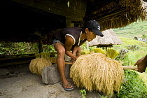 Man preparing bundles of harvested rice (Oryza sp.), Banaue Rice Terraces, Philippines.  UNESCO World Heritage Site 2008
