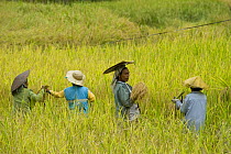 Women harvesting rice (Oryza sp.) on the Banaue Rice Terraces, Philippines.  UNESCO World Heritage Site 2008