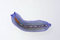 Marine polyclad flatworm (Polycladida)