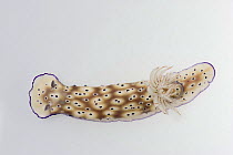 Chromodoris nudibranch (Risbecia tryoni)