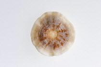 Shell / test of a Foraminifer (or "Foram"), an important source of calcium carbonate in marine sediments and sedimentary rocks