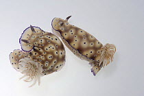 Chromodoris nudibranchs (Risbecia tryoni)