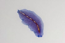 Marine polyclad flatworm (Polycladida)