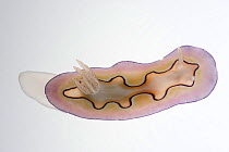 Chromodoris nudibranch (Chromodoris coi)