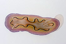 Chromodoris nudibranch (Chromodoris coi)