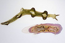 Chromodoris nudibranch (Chromodoris coi) and Elysia nudibranch (Elysia sp.)