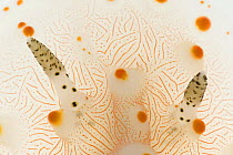 Close up of rhinophores on Nudibranch (Halgerda sp) from Discodorididae family